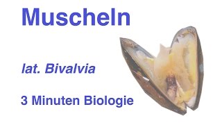 Bivalvia  Muscheln  3 Minuten Biologie [upl. by Lacym]