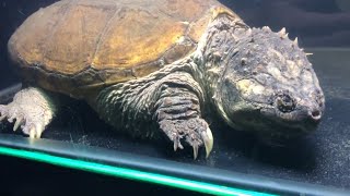 Snapping turtle VS electric eel [upl. by Bible]