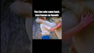 Christian the Lion  The Heartwarming Reunion That Touched the World reunion christianthelion [upl. by Varin]