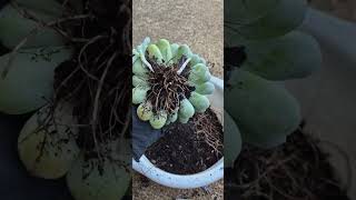 How to repotting and pruning roots of echeveria elegans into a huge succulent plants [upl. by Anikat585]