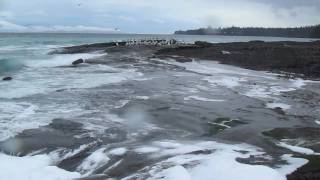 SALISH SEA HERRING SPAWN pt 2  HORNBY ISLAND BC  MARCH 2011 [upl. by Odom]