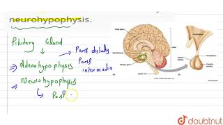 Name the hormones released by neurohypophysis [upl. by Atinek]