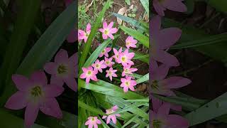 Pancratium Maritimum Plant Sea Daffodils Lily  Pink Rain Lily  ytshortsviralshorts [upl. by Esinyl]