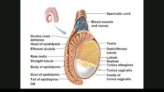 Endocrine System [upl. by Ewan]