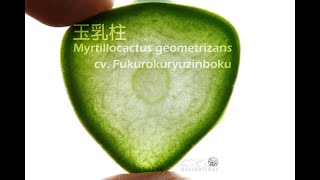 來切 玉乳柱 仙人掌🌵 cut a Myrtillocactus geometrizans cv fukurokuryuzinboku [upl. by Niamert700]