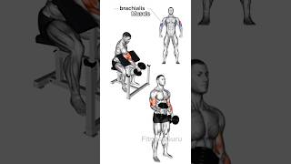 4 Effective Exercises for Biceps Brachialis Growth biceps brachialis exercise [upl. by Annah192]