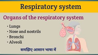 Respiratory system Anatomy and Physiology  Organs of the respiratory system [upl. by Anatolio]