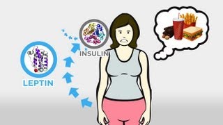 The Skinny on Obesity Ep 3 Hunger and Hormones A Vicious Cycle [upl. by Nnylassej]