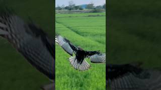 Amazing hawk eagle videos tanning 🦅eagle trending subscribe shorts shortvideo shortsvideo [upl. by Welcher]