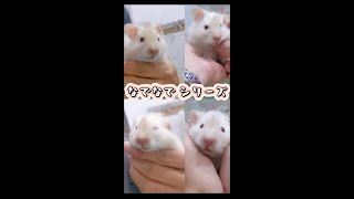 長毛 ゴージャスなサテン ・ブロンドのはむ Satin Long haired blonde hamster pets ペット 癒し ハムスター [upl. by Crudden]