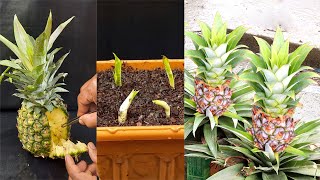 How to Grow a Pineapple Plant from Seeds  Growing Pineapples Fruit Trees [upl. by Carbrey659]