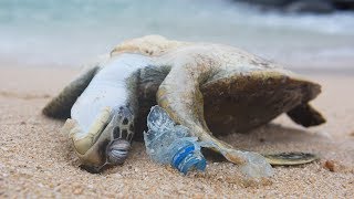 POWERFUL VIDEO Why We Need to Stop Plastic Pollution in Our Oceans FOR GOOD  Oceana [upl. by Ennaxor]