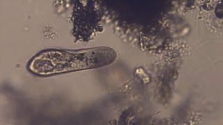 Paramecium caudatum  Untersuchung [upl. by Nnahgem]