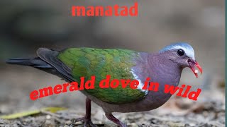 Emerald dove in wildmanatadbatobatong sili [upl. by Berne52]