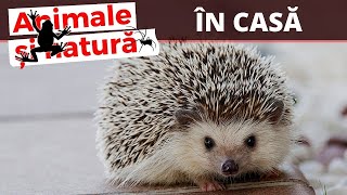 Ariciul animal de companie  Ce trebuie sa stii [upl. by Nave360]