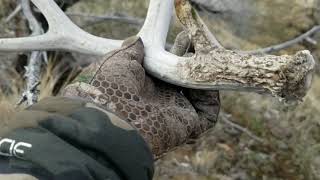 Antler falls off buck when hit by car 1 shed antler 1 moo cow bull carcass antelope [upl. by Kenwrick]