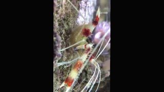 Coral Banded Shrimp What a clutch of eggs [upl. by Coretta]