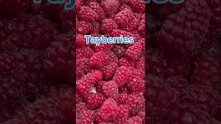 How different between two berries loganberry tayberry shorts [upl. by Merna]