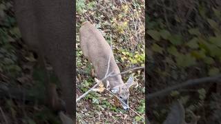 Palmated WI buck bowhuntingwhitetails deer hunting deer buck whitetail youngbucks wisconsin [upl. by Gnuh]