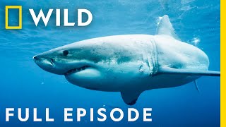 Killers of the Ocean Orcas vs Great Whites Full Episode  Nat Geo Wild [upl. by Ainiger21]