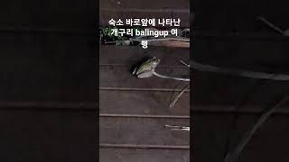 개구리 balingup 여행 [upl. by Lorenzo]