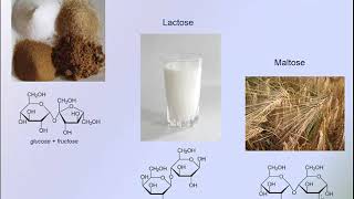 Les glucides types et digestion chimique [upl. by Ahsayn]