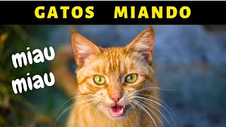 SOM DE GATO MIANDO ALTO [upl. by Aihsekel]