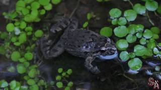 🐸Sapillo pintojo ibérico Discoglossus galganoi  Una rana con una hermana muy similar D jeanneae [upl. by Razaile]