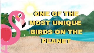 ONE OF THE MOST UNIQUE BIRD ON THE PLANET  FUN FACTS ABOUT THE FLAMINGOS [upl. by Nnawtna187]