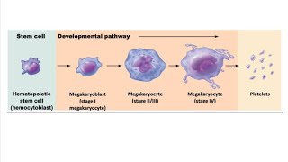 Schematic Illustration of Megakaryopoiesis  Stages in Formation of Platelets [upl. by Nahshu]