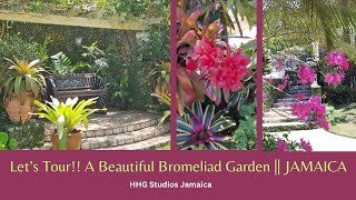 Lets Tour A Beautiful Bromeliad Garden  JAMAICA [upl. by Nylloc]