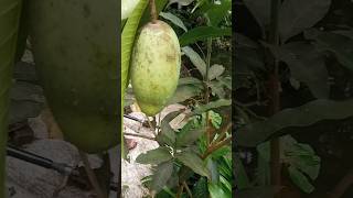 আমটা অনেক বড় হয়েছে shortvideo shotrs mango fruit [upl. by Celio]