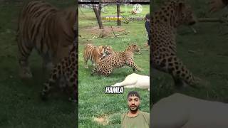 This Leopard Just Wanted To Play With Zookeeper 😱❓ [upl. by Bradwell]