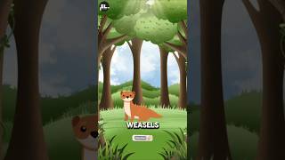 Weasels easylearning weasels funfact knowledge adventure education testyourknowledge quiz [upl. by Akemrej]