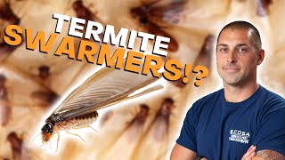 What Are Termite Swarmers [upl. by Euqinahc738]