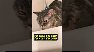 Cats can talk you know animalfacts cat funny memes uselessfacts cattv catmemes catvideos [upl. by Mehsah]