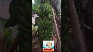 Our Organic banana farm25 [upl. by Tibbetts]