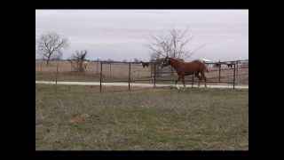 2013 AQHA colt by Good N Sultry [upl. by Ativet]