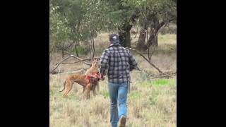 Man Vs Kangaroo Fight 😱 [upl. by Haceber]