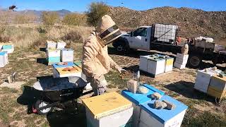 Feeding Pollen Substitute  Grading Hives  Getting Ready For Almonds [upl. by Goldin819]