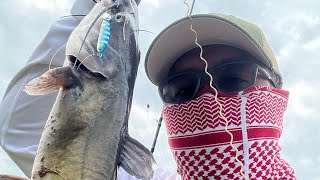 BFS FISHING Catch ‘em lake Memphis TNUS Tennessee [upl. by Phyllida669]