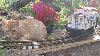 GATO NO TREM DE BRINQUEDO NA FERROVIA DE JARDIMCAT RIDES GARDEN TRAINKATZE UND GARTENBAHN [upl. by Greenwald]