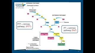 شرح مبسط لintrinsicampertrnsic pathway [upl. by Adnorrahs]