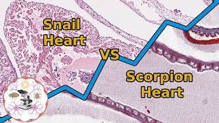 Comparing Circulatory Systems in Invertebrates [upl. by Annaeoj805]