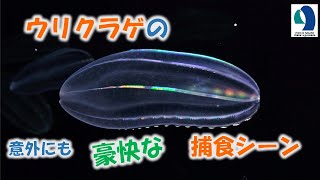 【名古屋港水族館】虹色に輝く「ウリクラゲ」の豪快な捕食シーン [upl. by Eemla199]