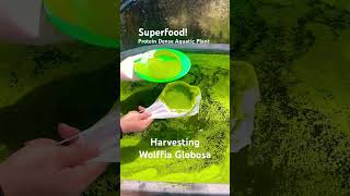 Wolffia Globosa  Superfood Protein Rich Plant superfood asmr protein gardening garden [upl. by Avi]