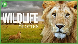 Wildlife Stories  nature documentary  Lions Documentary  Wild Africa  Masai Mara Reserve [upl. by Alenson]