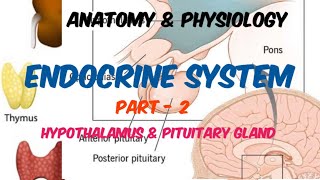 Endocrine system  Anatomy amp Physiology  Part  2  in Hindi [upl. by Handy654]