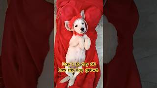 Day 1 to day 60 how my dog grown shorts labrador dogowner trending cute [upl. by Derk]