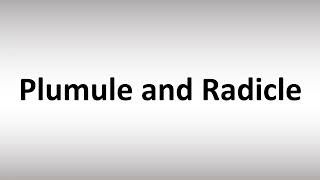 How to Pronounce Plumule and Radicle [upl. by Ominorej196]